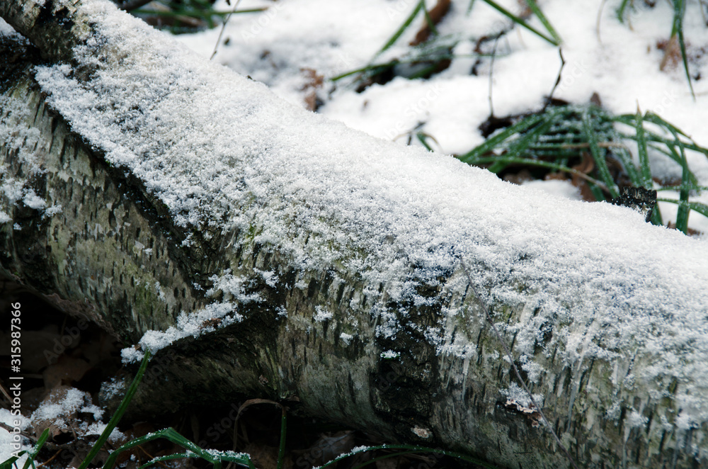 Birch on the ground littered with white snow. Beautiful winter landscape. Birch on the ground littered with white snow. Beautiful winter landscape.