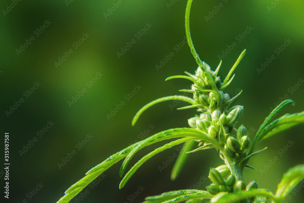Seeds on cannabis bush, marijuana, hemp bud, close up. Cultivation of cannabis for the production of CBD oil for medicinal purposes in medicine Seeds on cannabis bush, marijuana, hemp bud, close up. Cultivation of cannabis for the production of CBD oil for medicinal purposes in medicine