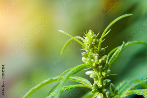 Beautiful background of green seeds cannabis bush flowers  hemp bud  marijuana close up. The place for copy space. Cultivation of cannabis for the production of CBD oil