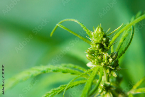 Seeds on cannabis bush, marijuana, hemp bud, close up. Cultivation of cannabis for the production of CBD oil for medicinal purposes in medicine