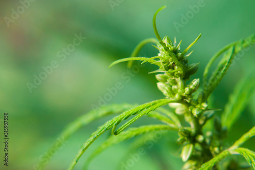 Seeds on cannabis bush  marijuana  hemp bud  close up. Cultivation of cannabis for the production of CBD oil for medicinal purposes in medicine