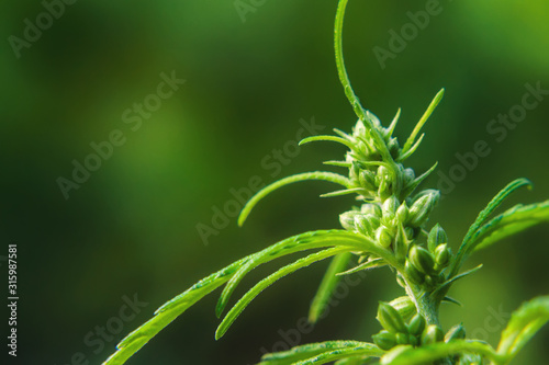 Seeds on cannabis bush, marijuana, hemp bud, close up. Cultivation of cannabis for the production of CBD oil for medicinal purposes in medicine