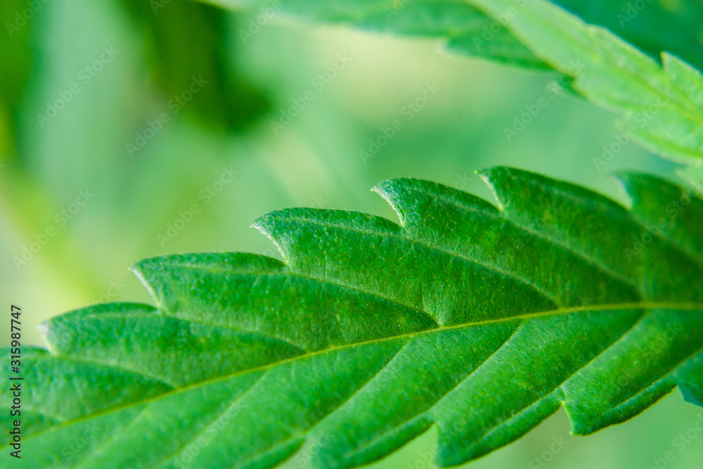 Green cannabis leaf, hemp macro close up. An up-close view of young indoor flowering legal medical marijuana cannabis bud Green cannabis leaf, hemp macro close up. An up-close view of young indoor flowering legal medical marijuana cannabis bud