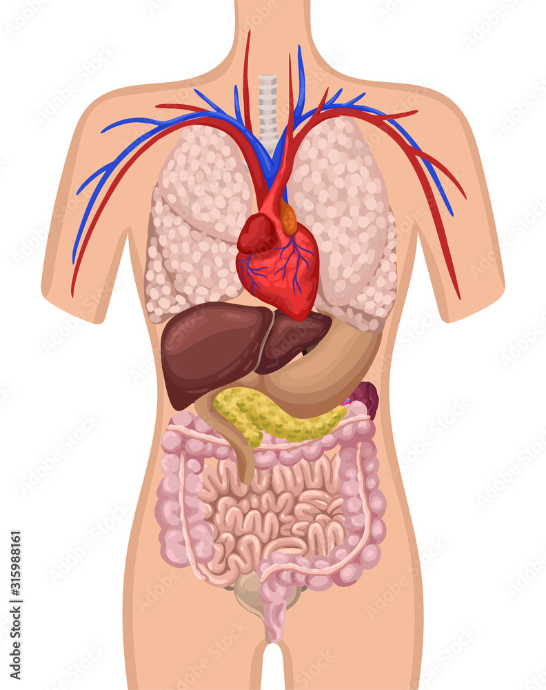 Organs in the human body. The location of the internal organs in the body. Vector illustration Organs in the human body. The location of the internal organs in the body. Vector illustration