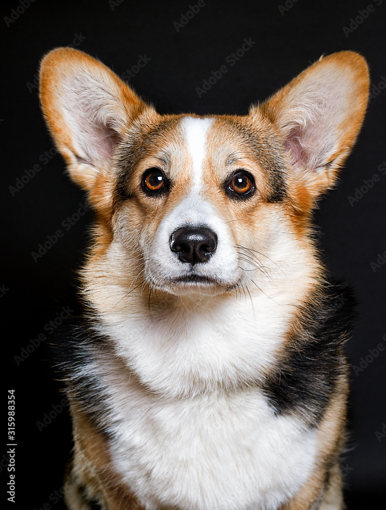 welsh corgi dog on a dark background welsh corgi dog on a dark background