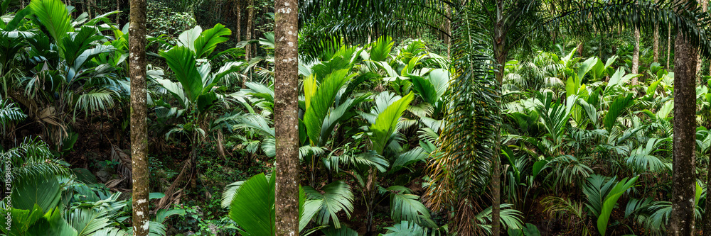 Tropical rain forest panorama - obrazy, fototapety, plakaty 