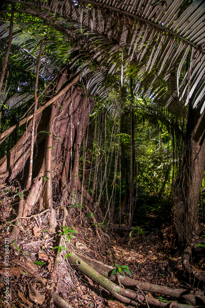 Obraz premium Forest photographed in Linhares, Espirito Santo. Southeast of Brazil. Atlantic Forest Biome. Picture made in 2015.