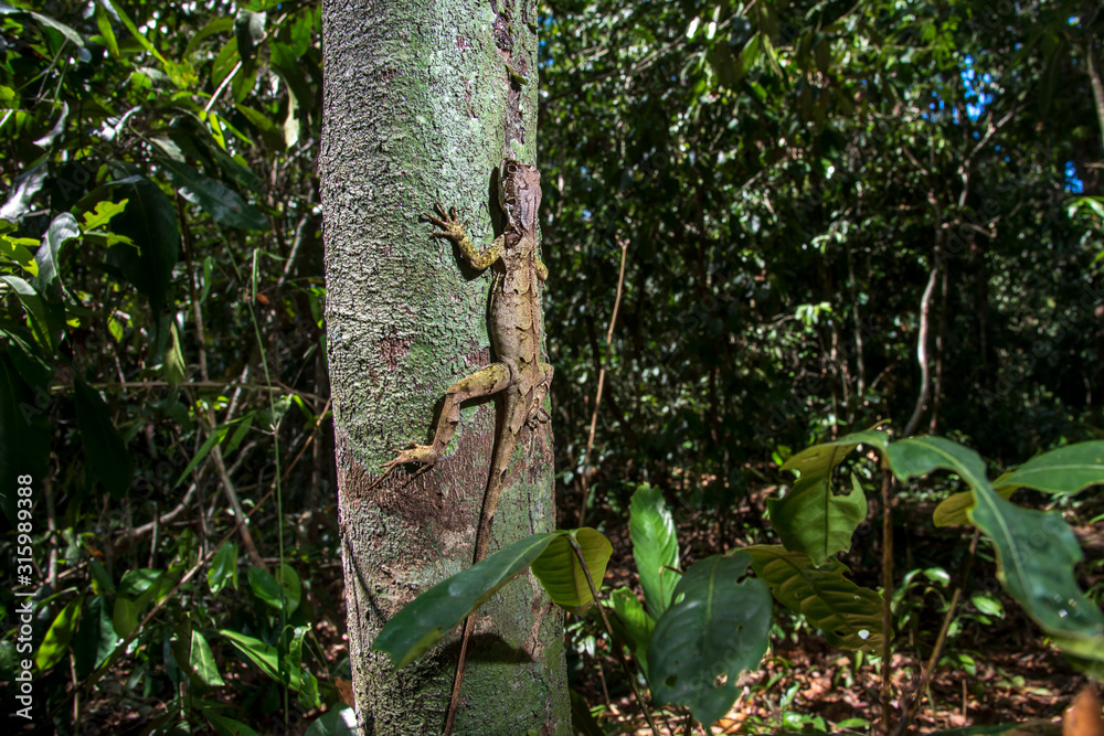 Obraz premium Brazilian Fathead Anole photographed in Linhares, Espirito Santo. Southeast of Brazil. Atlantic Forest Biome. Picture made in 2015.