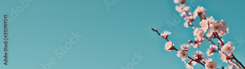 Panoramic shot of flowering apricot branches on a blue background with copy space: spring time concept