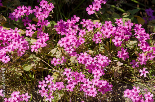 trifolium flower in a garden