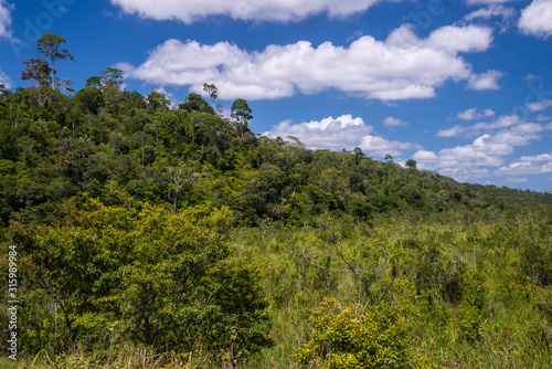 Forest Landscape photographed in Linhares, Espirito Santo. Southeast of Brazil. Atlantic Forest Biome. Picture made in 2015.