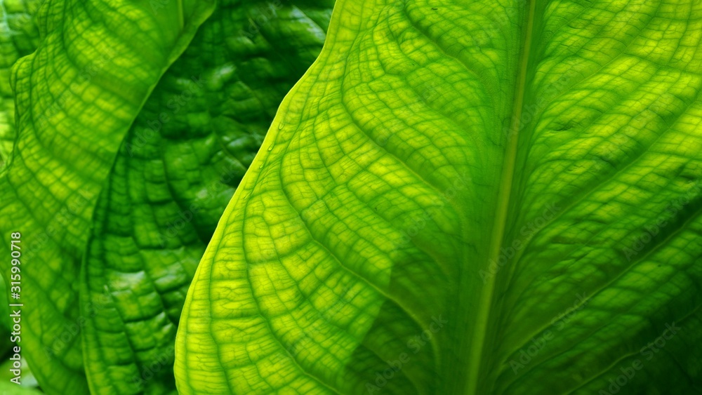 Gunnera Gunnera
