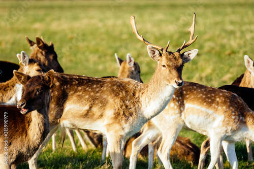 Fototapeta Naklejka Na Ścianę i Meble -  Large herd of deer, Cervus Elaphus, in the grassland or meadow of their habitat,