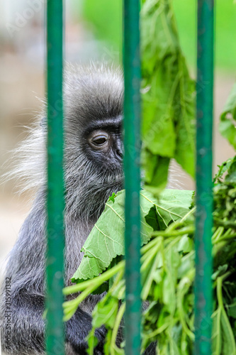 cute monkey behind bars fence have juicy leaves. African monkey - colobus (colobi) close up. photo