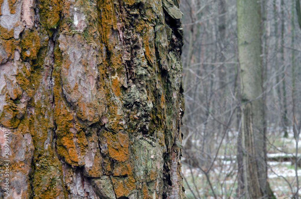 Obraz premium Texture of tree bark. Tree trunk close-up against the background of a blurred forest.
