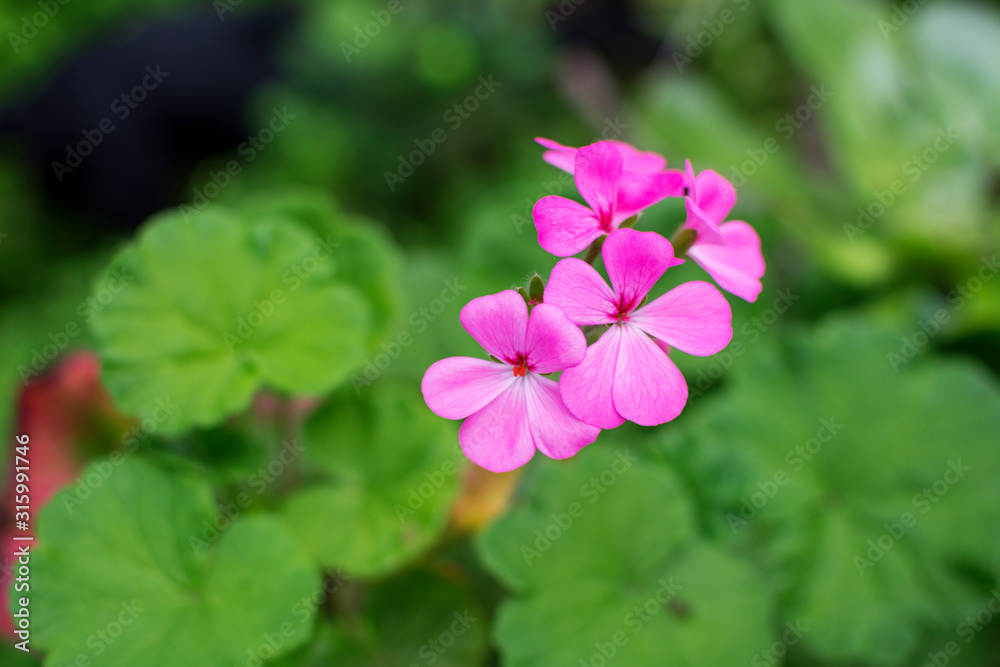 Close-up of a beautiful pink flower blooming in spring with green nature around Close-up of a beautiful pink flower blooming in spring with green nature around