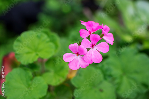 Close-up of a beautiful pink flower blooming in spring with green nature around