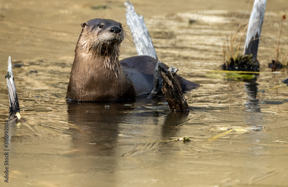 Fototapeta premium Otter - Lutrinae 