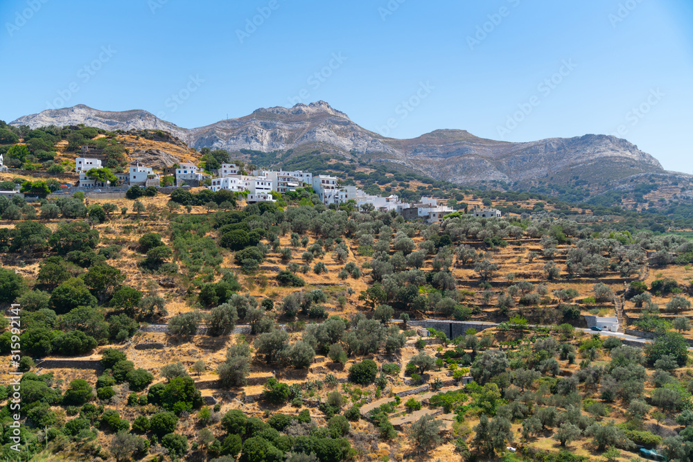 Olive trees across hillside on Greek Island of Naxos.