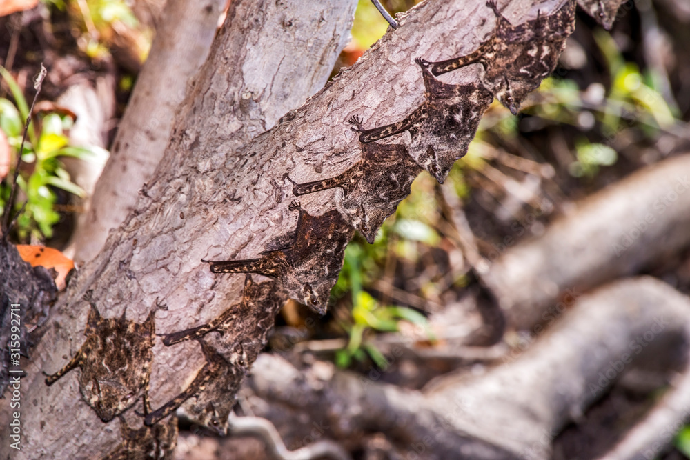 Bat photographed in Linhares, Espirito Santo. Southeast of Brazil. Atlantic Forest Biome. Picture made in 2015. Bat photographed in Linhares, Espirito Santo. Southeast of Brazil. Atlantic Forest Biome. Picture made in 2015.