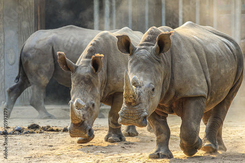 Dangerous african animals close up. Three rhinos running to camera.