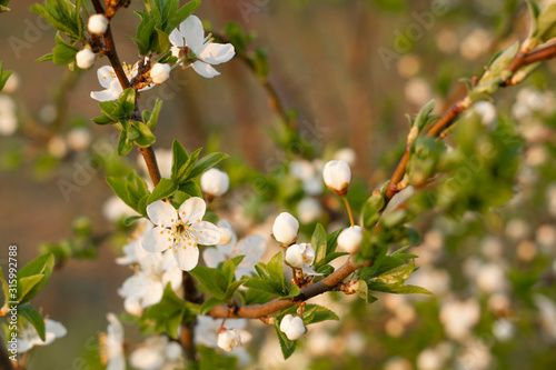 Spring blossom background. Beautiful nature scene with blooming tree.