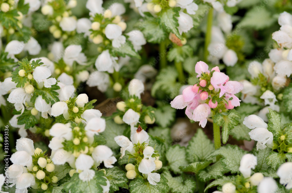 garden and landscape: small white and pink blooms in groundcover.. garden and landscape: small white and pink blooms in groundcover..