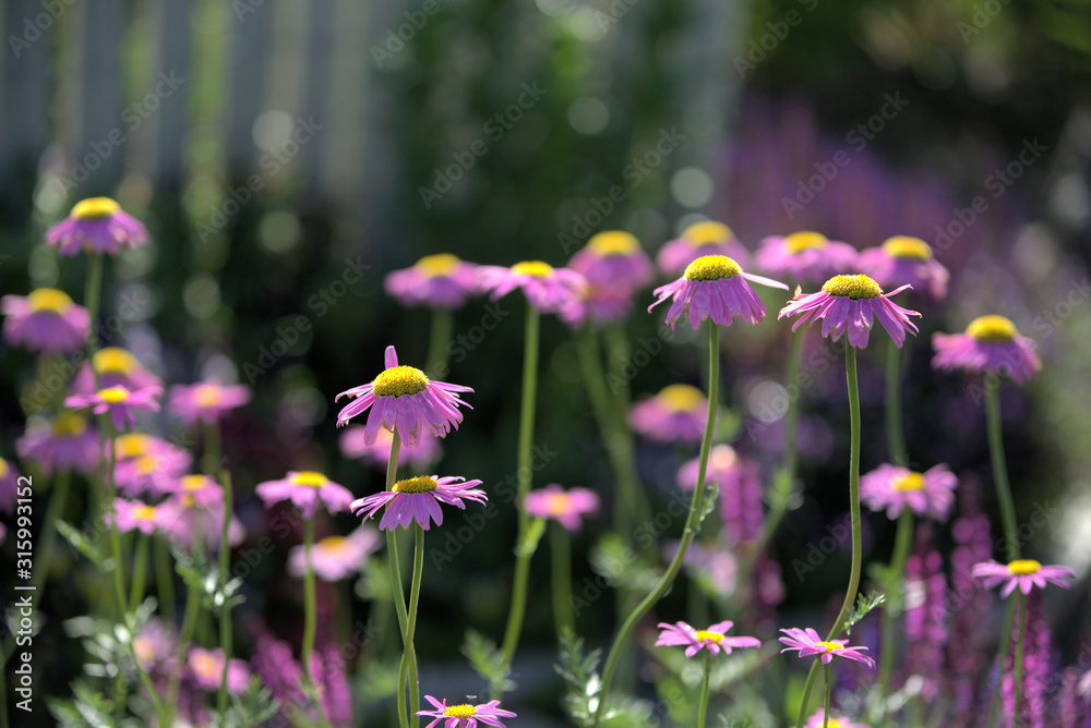 garden and landscape: Ornamental pink daisies brighten a landscape design.