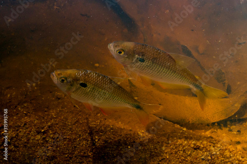 Fish photographed in Linhares, Espirito Santo. Southeast of Brazil. Atlantic Forest Biome. Picture made in 2015.
