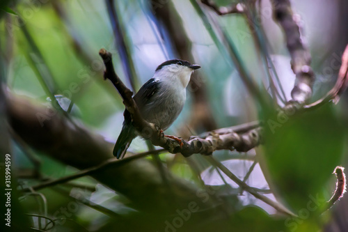 White bearded Manakin photographed in Linhares, Espirito Santo. Southeast of Brazil. Atlantic Forest Biome. Picture made in 2015.