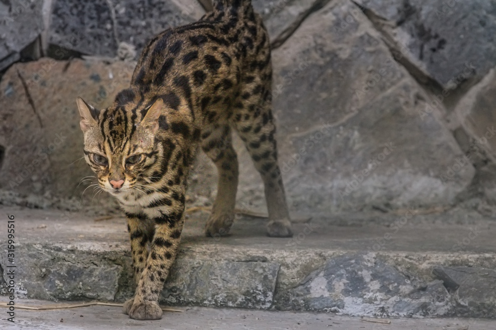 ocelot siting on a stone on the background of the jungle and looking at the camera. Animals of South America, blur and grain effect. photo taken through glass. ocelot siting on a stone on the background of the jungle and looking at the camera. Animals of South America, blur and grain effect. photo taken through glass.