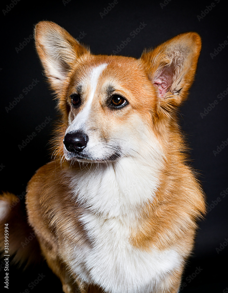 Obraz premium welsh corgi dog on a dark background
