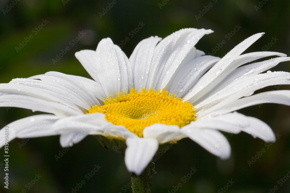 Obraz premium chamomile bud covered with dew drops, close-up