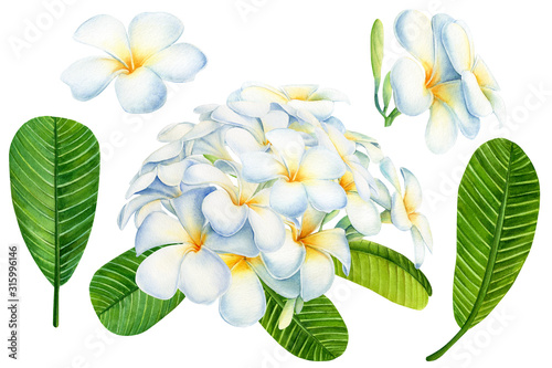 Fototapeta Naklejka Na Ścianę i Meble -  Floral set, plumeria flowers on an isolated white background, watercolor tropical illustration, hand drawing, botanical painting, flora design
