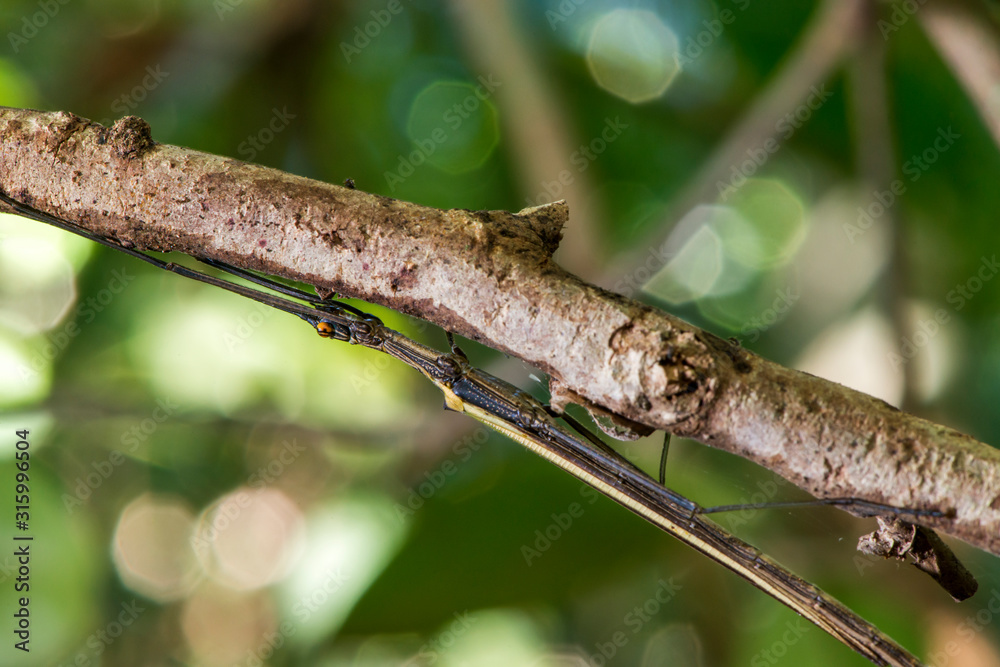 Stick insect photographed in Linhares, Espirito Santo. Southeast of Brazil. Atlantic Forest Biome. Picture made in 2015. Stick insect photographed in Linhares, Espirito Santo. Southeast of Brazil. Atlantic Forest Biome. Picture made in 2015.