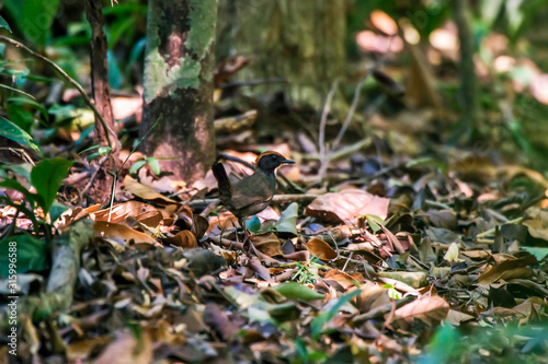 Rufous capped Antthrush photographed in Linhares, Espirito Santo. Southeast of Brazil. Atlantic Forest Biome. Picture made in 2015. photo
