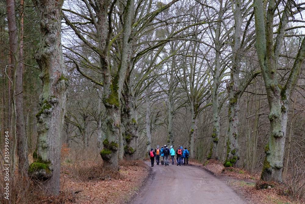 A group of tourists walking along a beautiful avenue of trees. Active recreation in the fresh air. Black PTTK trail, Lapino, Kaszuby, Poland