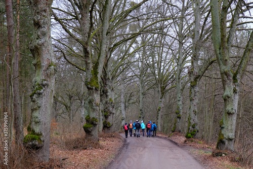 A group of tourists walking along a beautiful avenue of trees. Active recreation in the fresh air. Black PTTK trail, Lapino, Kaszuby, Poland