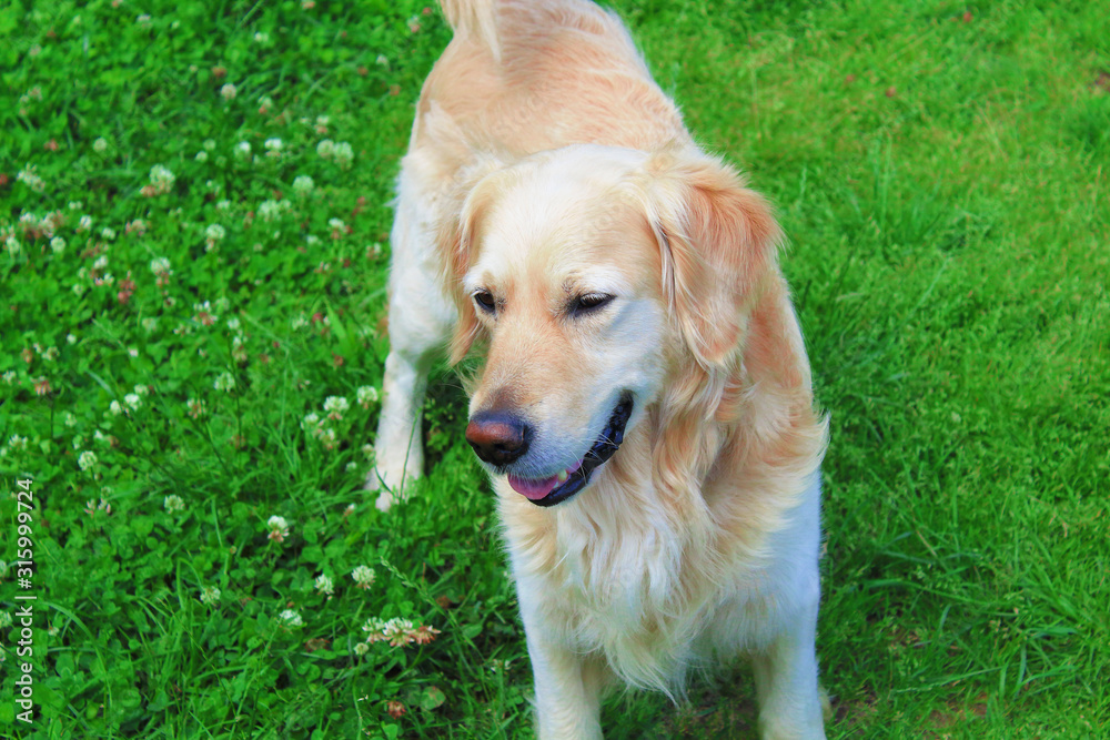 Retriever walks on the grass. Close-up. Background.