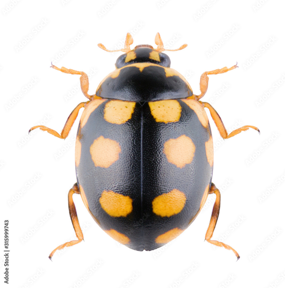 Ladybird Coccinula quatuordecimpustulata beetyle isolated on white background. Dorsal view of the Coccinula ladybird. Ladybird Coccinula quatuordecimpustulata beetyle isolated on white background. Dorsal view of the Coccinula ladybird.