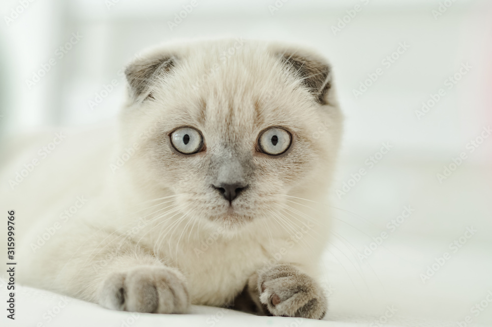 White Scottish fold domestic cat lying in bed. Beautiful white kitten. Portrait of Scottish kitten with blue eyes. Cute white cat kitten fold grey ears. Cozy home. Animal pet cat. Close up copy space