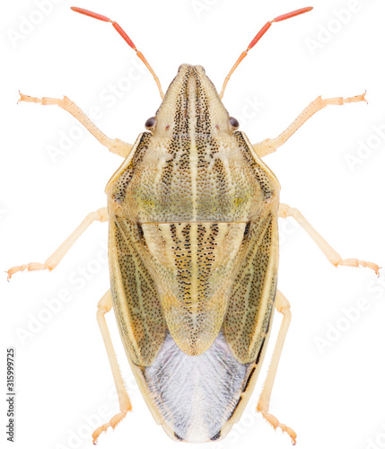 Aelia acuminata, common name Bishop's Mitre, is a species of shield bug belonging to the family Pentatomidae. Dorsal view of shield bug isolated on white background. photo