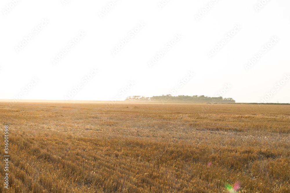 Farmer's field at sunset