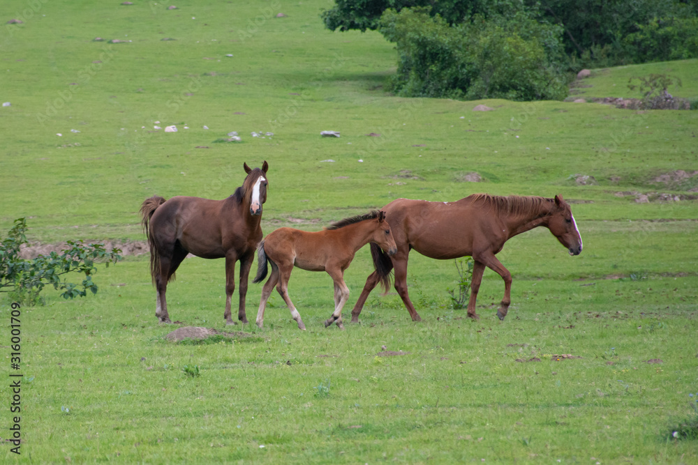 Fototapeta premium Caballos