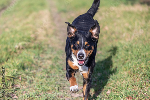 happy dog is running with flappy ears trough a garden with green grass