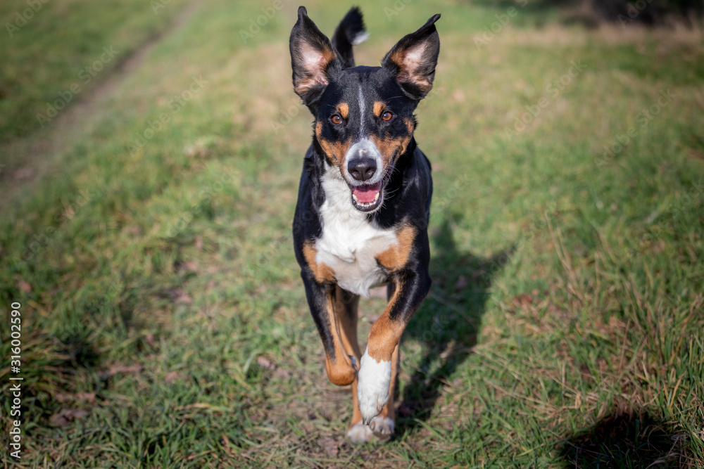 happy dog is running with flappy ears trough a garden with green grass