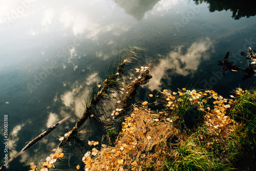 Morning on lake in forest