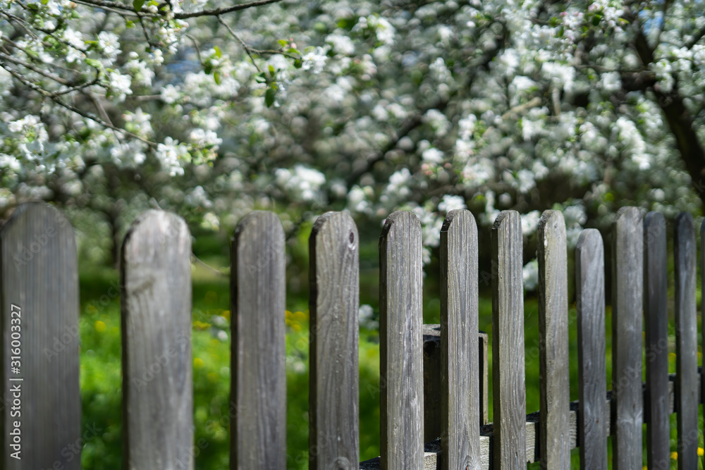 Fototapeta premium Wooden fence near the flowering apple-tree in the garden, very shallow depth of field.