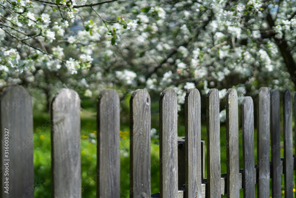 Wooden fence near the flowering apple-tree in the garden, very shallow depth of field.