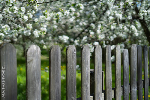 Wooden fence near the flowering apple-tree in the garden  very shallow depth of field.